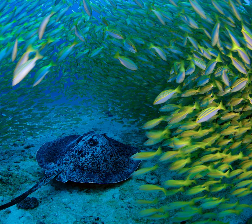 World Oceans Day