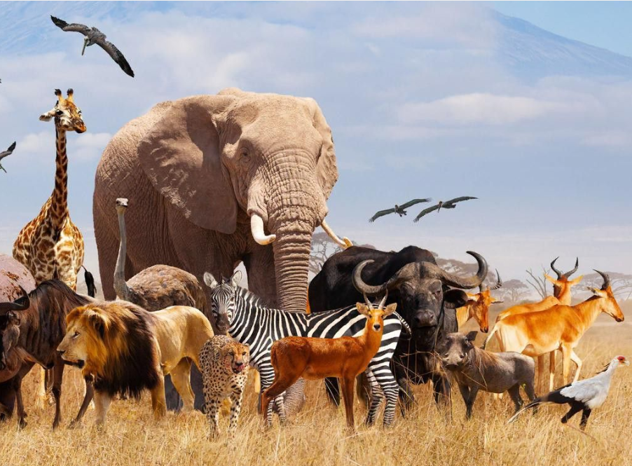 Learn animal names in Swahili.